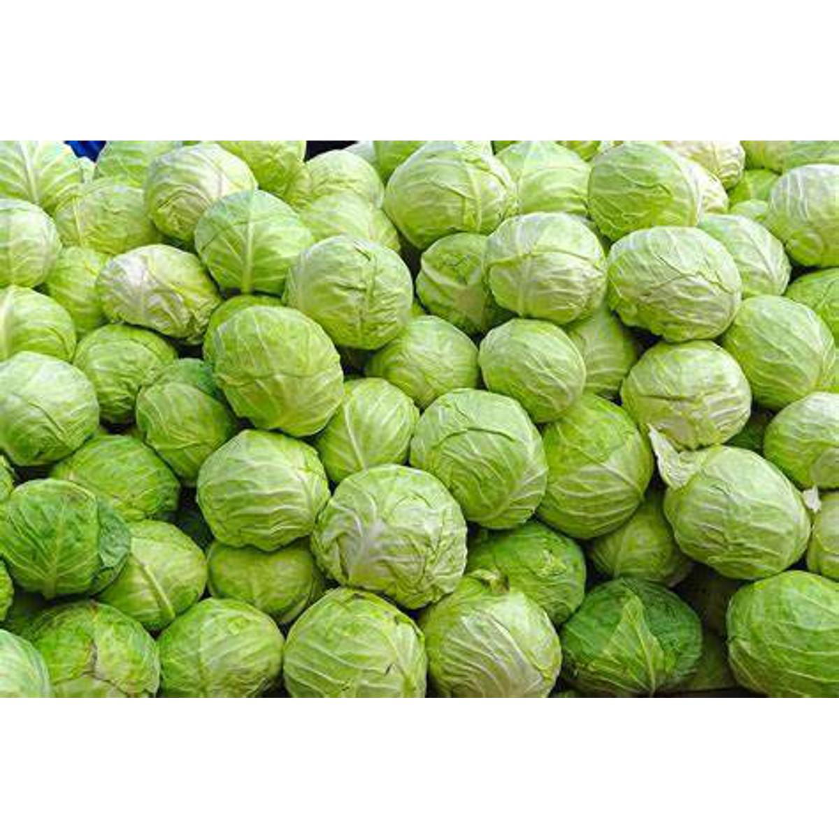 Cabbage