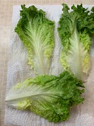 Lettuce: Green Leaf