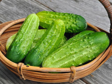 Pickling Cucumbers